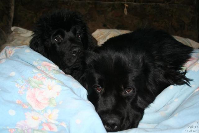 Фото: ньюфаундленд Усатый Нянь Тимоша