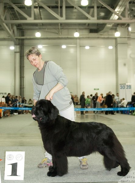 Фото: ньюфаундленд Потап Цандри