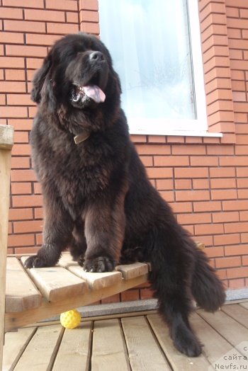 Фото: ньюфаундленд Черный Шарм Алессандро