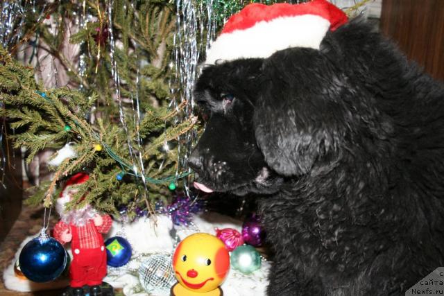 Фото: ньюфаундленд Усатый Нянь Тимоша