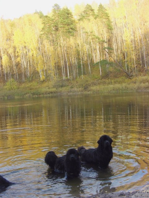 Фотография № 79073