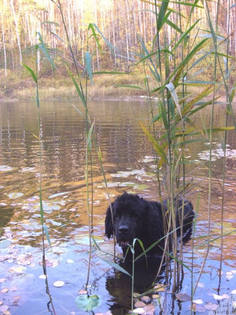Фото: ньюфаундленд Лесная Сказка Лунная Соната