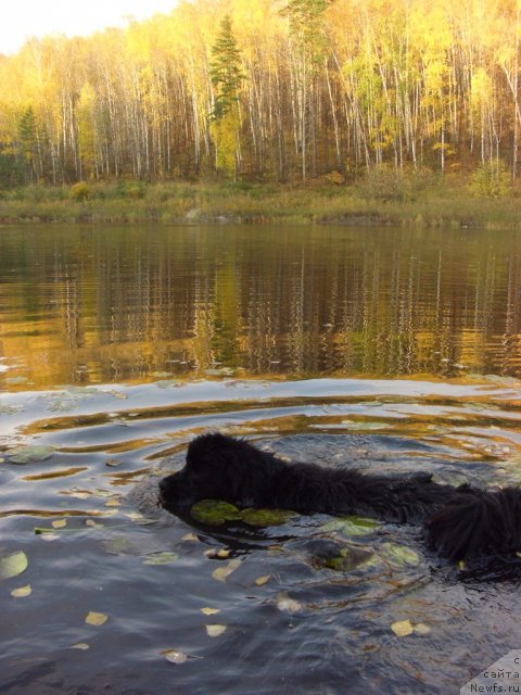 Фото: ньюфаундленд Акин Соул София