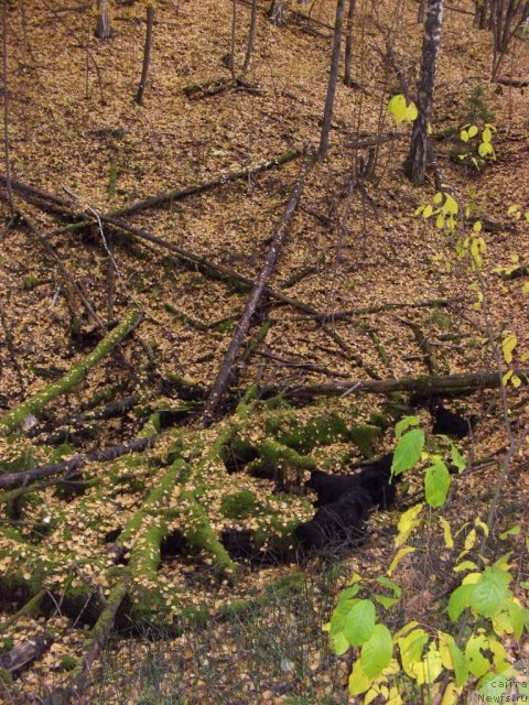 Фотография № 79082