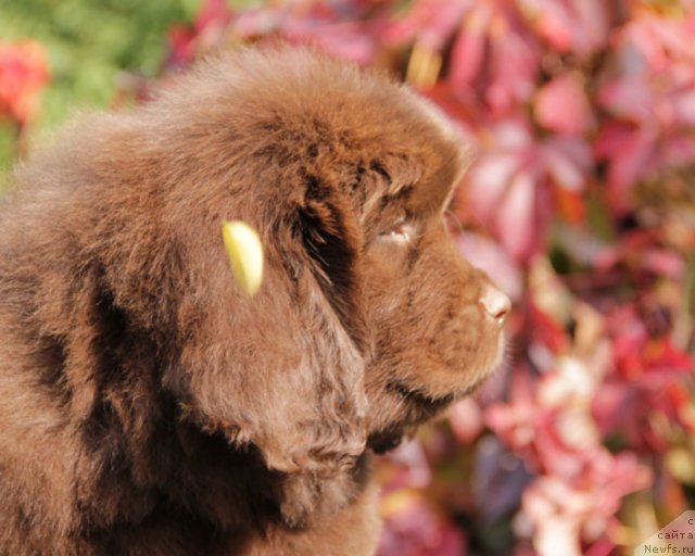 Фото: ньюфаундленд Фактурный Фрукт с Берега Дона (Fakturnyi Frukt s Berega Dona)