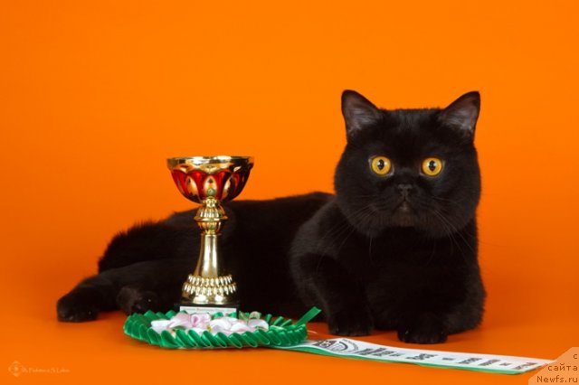 Фотография № 79089