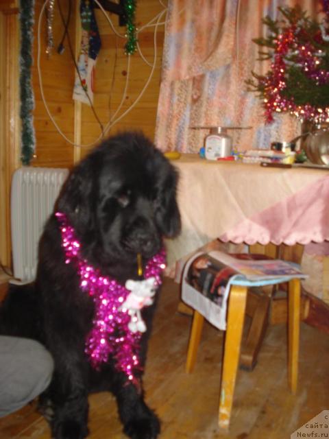 Фото: ньюфаундленд Талула Белл (Talula Bell)