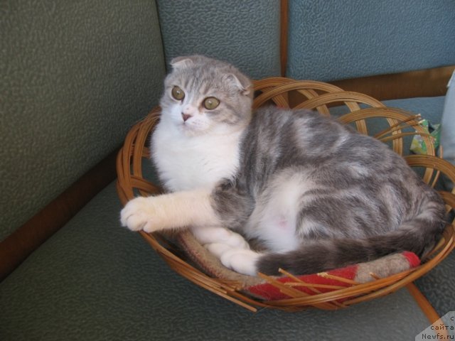 Фотография № 79100