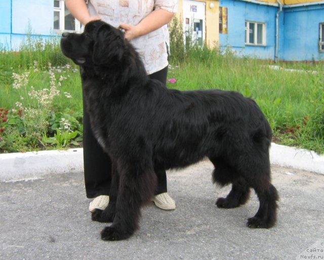 Фотография № 79106