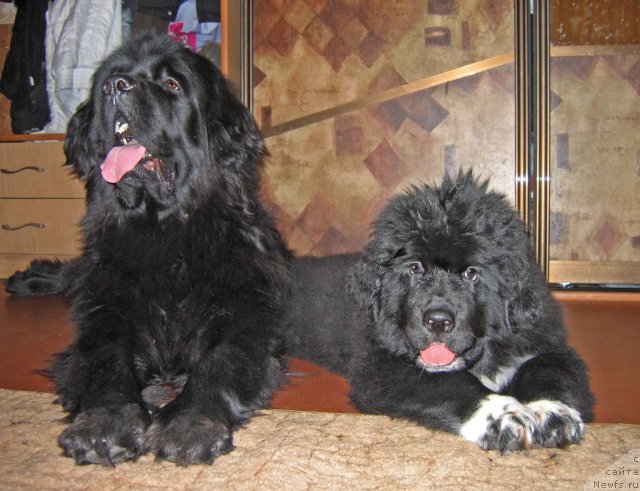 Фотография № 79107