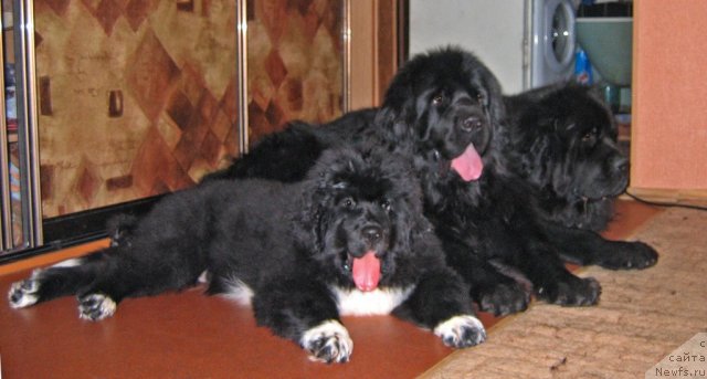 Фотография № 79108