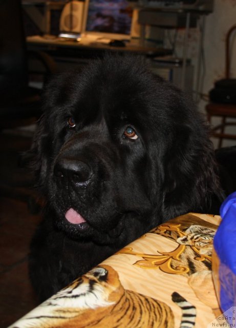 Фото: ньюфаундленд Дар Свезы Апельсинка-Мандаринка