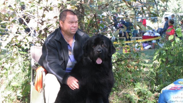 Фото: ньюфаундленд Избранник Удачи из Царства Медведей (Izbrannik Udachi iz Tsarstva Medvedey)