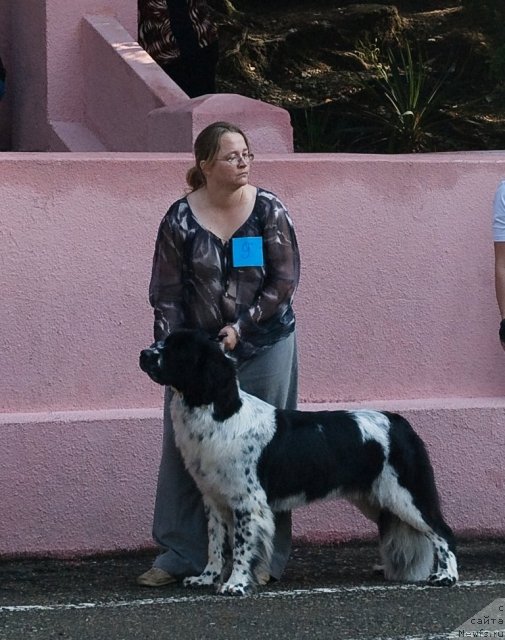 Фото: ньюфаундленд Сент Джонс Фаберже Коллекшен (Sent Djons Faberge Collection)