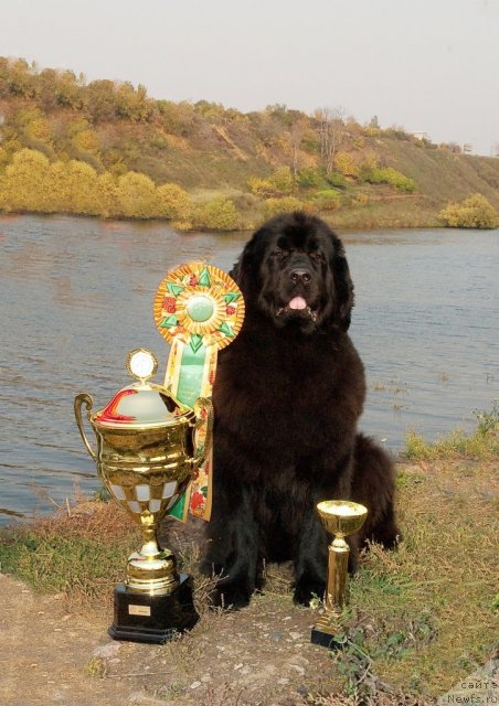 Фото: ньюфаундленд Сент Джонс Дора (Sent Djons Dora)