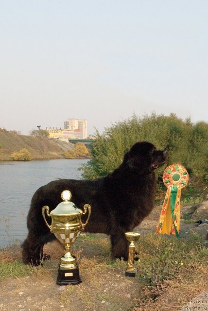 Фото: ньюфаундленд Сент Джонс Дора (Sent Djons Dora)