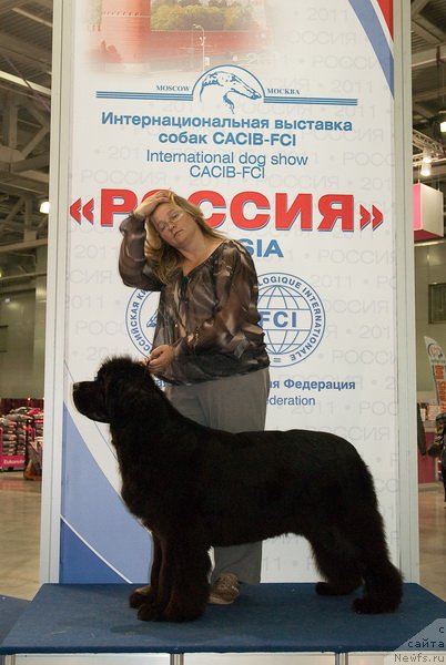 Фото: ньюфаундленд Сент Джонс Роуз фо Ми (Sent Djons Rose for Me)