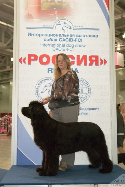 Фото: ньюфаундленд Сент Джонс Роуз фо Ми (Sent Djons Rose for Me)