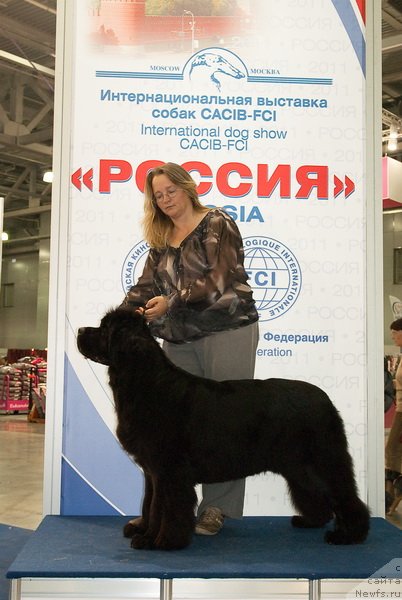 Фото: ньюфаундленд Сент Джонс Роуз фо Ми (Sent Djons Rose for Me)