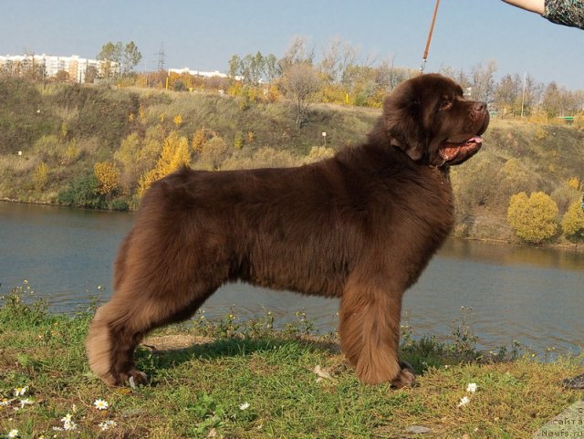 Фото: ньюфаундленд Aetna vom Riesrand