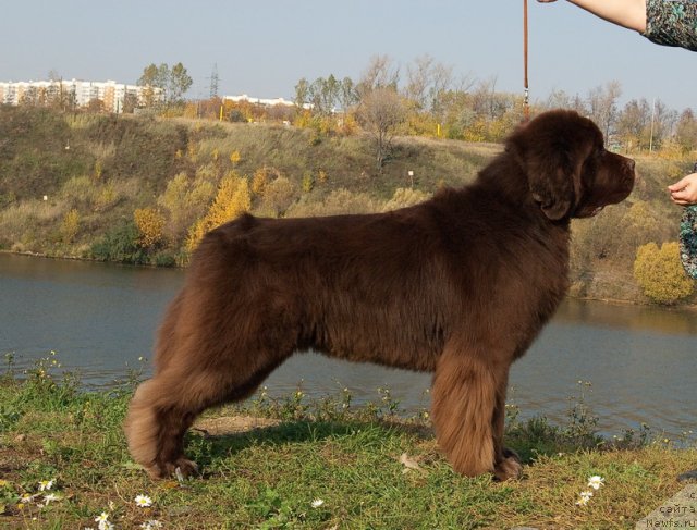 Фото: ньюфаундленд Aetna vom Riesrand