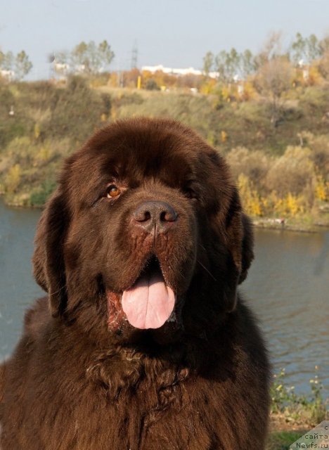 Фото: ньюфаундленд Aetna vom Riesrand