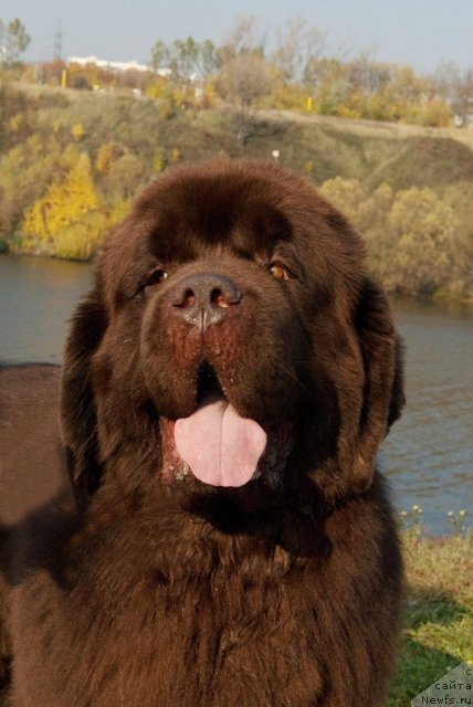 Фото: ньюфаундленд Aetna vom Riesrand