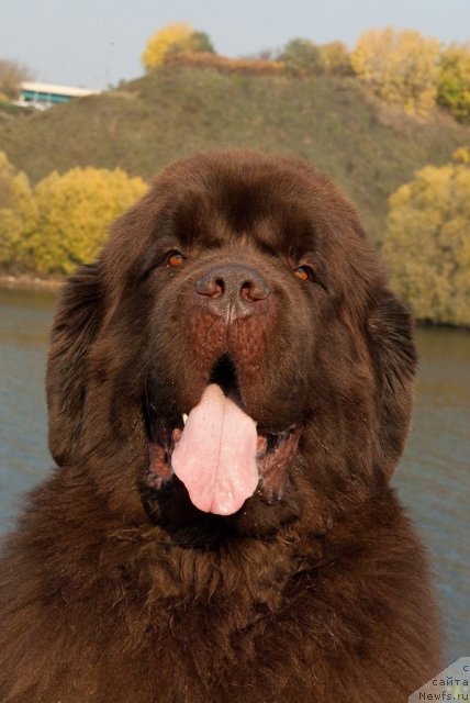 Фото: ньюфаундленд Aetna vom Riesrand