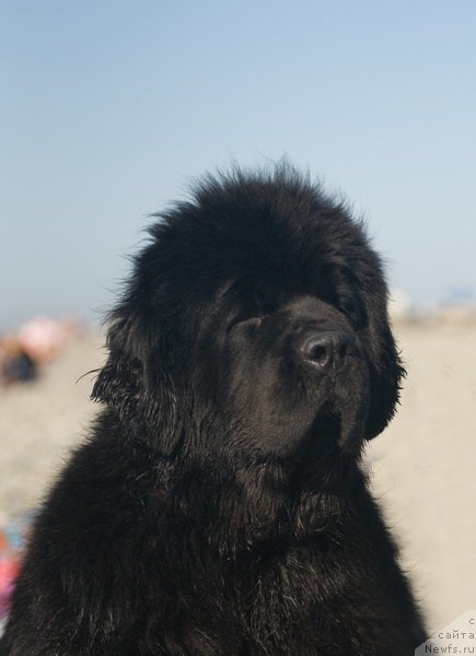 Фото: ньюфаундленд Сент Джонс Роуз фо Ми (Sent Djons Rose for Me)