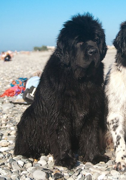 Фото: ньюфаундленд Сент Джонс Роуз фо Ми (Sent Djons Rose for Me)