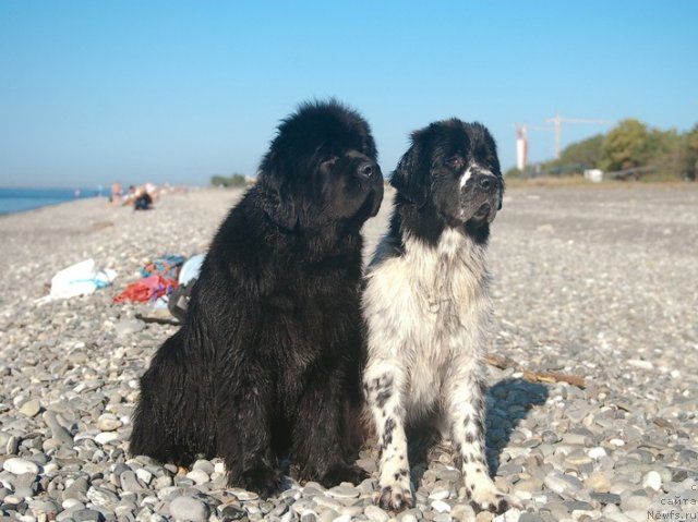 Фото: ньюфаундленд Сент Джонс Роуз фо Ми (Sent Djons Rose for Me), ньюфаундленд Сент Джонс Фаберже Коллекшен (Sent Djons Faberge Collection)
