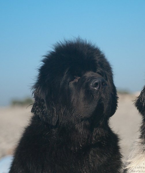 Фото: ньюфаундленд Сент Джонс Роуз фо Ми (Sent Djons Rose for Me)