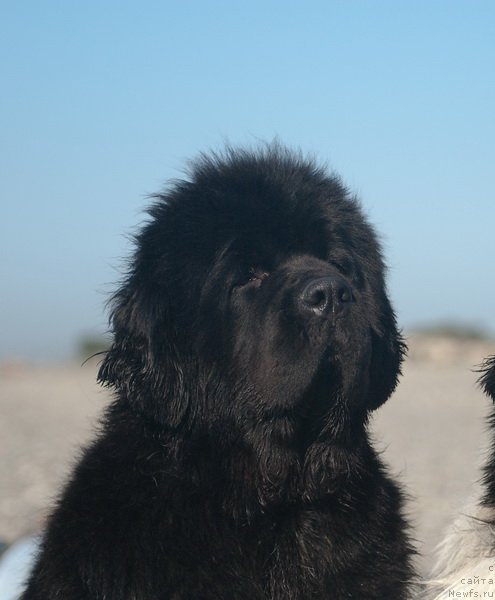 Фото: ньюфаундленд Сент Джонс Роуз фо Ми (Sent Djons Rose for Me)