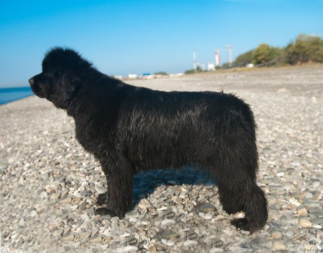 Фото: ньюфаундленд Сент Джонс Роуз фо Ми (Sent Djons Rose for Me)