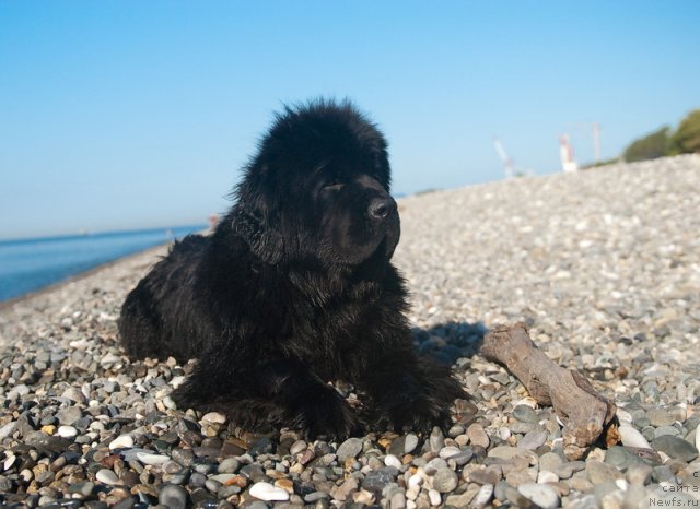 Фото: ньюфаундленд Сент Джонс Роуз фо Ми (Sent Djons Rose for Me)