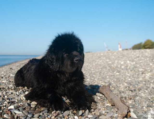 Фото: ньюфаундленд Сент Джонс Роуз фо Ми (Sent Djons Rose for Me)