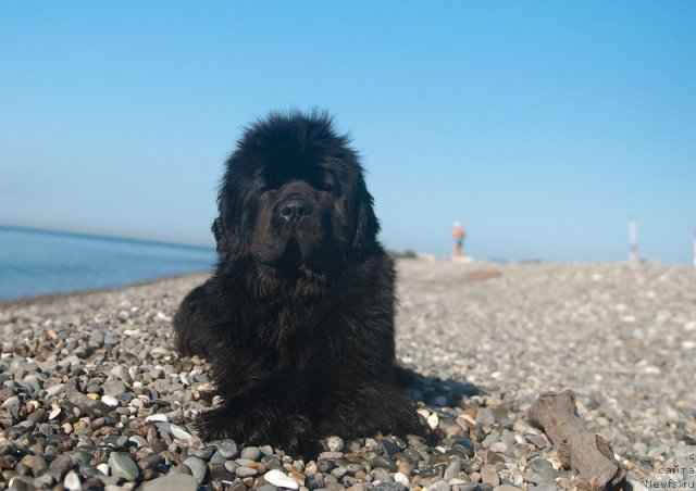 Фото: ньюфаундленд Сент Джонс Роуз фо Ми (Sent Djons Rose for Me)