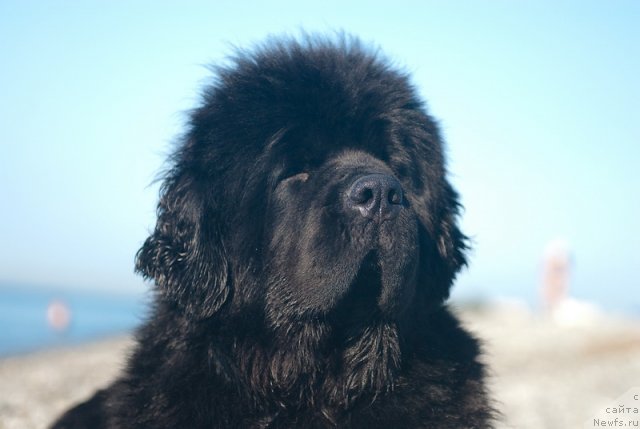 Фото: ньюфаундленд Сент Джонс Роуз фо Ми (Sent Djons Rose for Me)