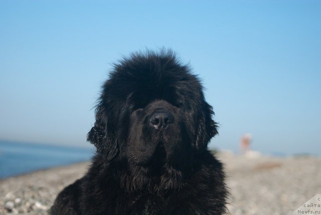 Фото: ньюфаундленд Сент Джонс Роуз фо Ми (Sent Djons Rose for Me)