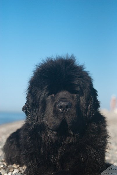 Фото: ньюфаундленд Сент Джонс Роуз фо Ми (Sent Djons Rose for Me)