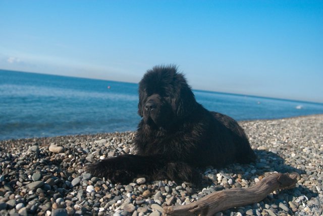 Фото: ньюфаундленд Сент Джонс Роуз фо Ми (Sent Djons Rose for Me)