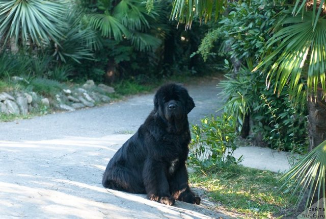Фото: ньюфаундленд Сент Джонс Роуз фо Ми (Sent Djons Rose for Me)
