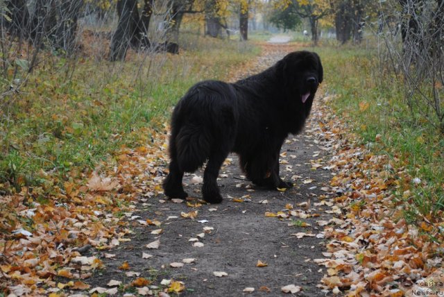 Фото: ньюфаундленд Славянка с Берега Дона (Slavjanka s Berega Dona)