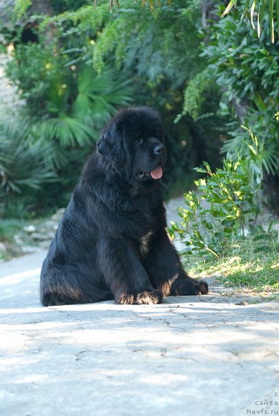 Фото: ньюфаундленд Сент Джонс Роуз фо Ми (Sent Djons Rose for Me)