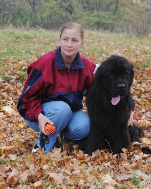 Фото: ньюфаундленд Славянка с Берега Дона (Slavjanka s Berega Dona), Елена Бобнева