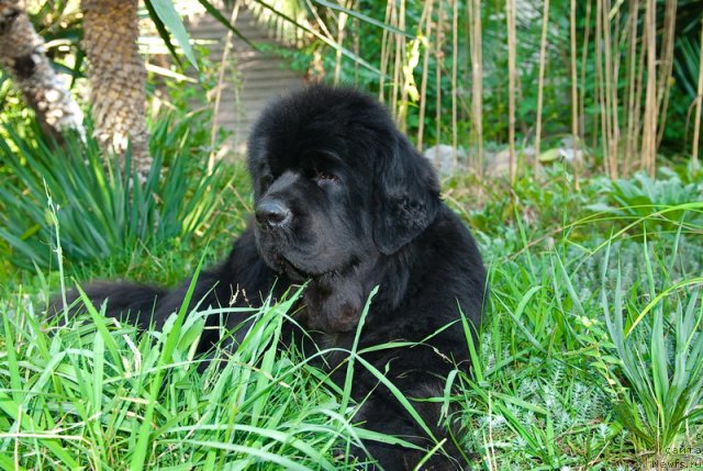 Фото: ньюфаундленд Сент Джонс Роуз фо Ми (Sent Djons Rose for Me)