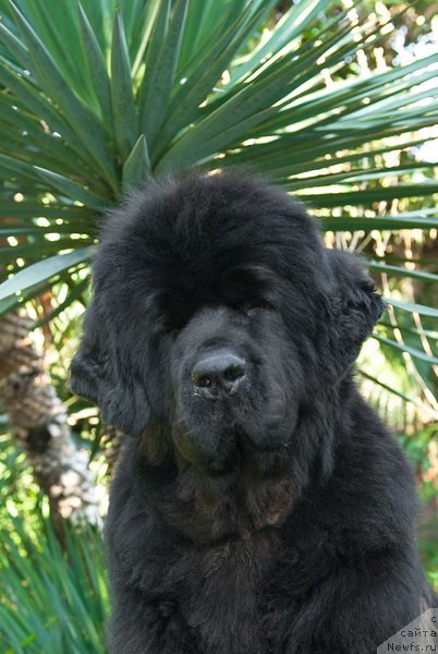 Фото: ньюфаундленд Сент Джонс Роуз фо Ми (Sent Djons Rose for Me)