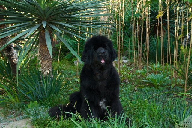 Фото: ньюфаундленд Сент Джонс Роуз фо Ми (Sent Djons Rose for Me)