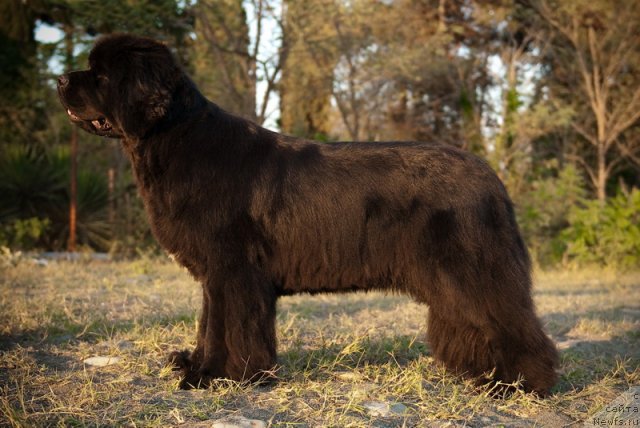 Фото: ньюфаундленд Сент Джонс Роуз фо Ми (Sent Djons Rose for Me)