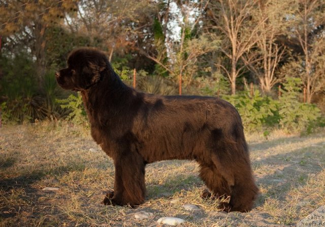 Фото: ньюфаундленд Сент Джонс Роуз фо Ми (Sent Djons Rose for Me)